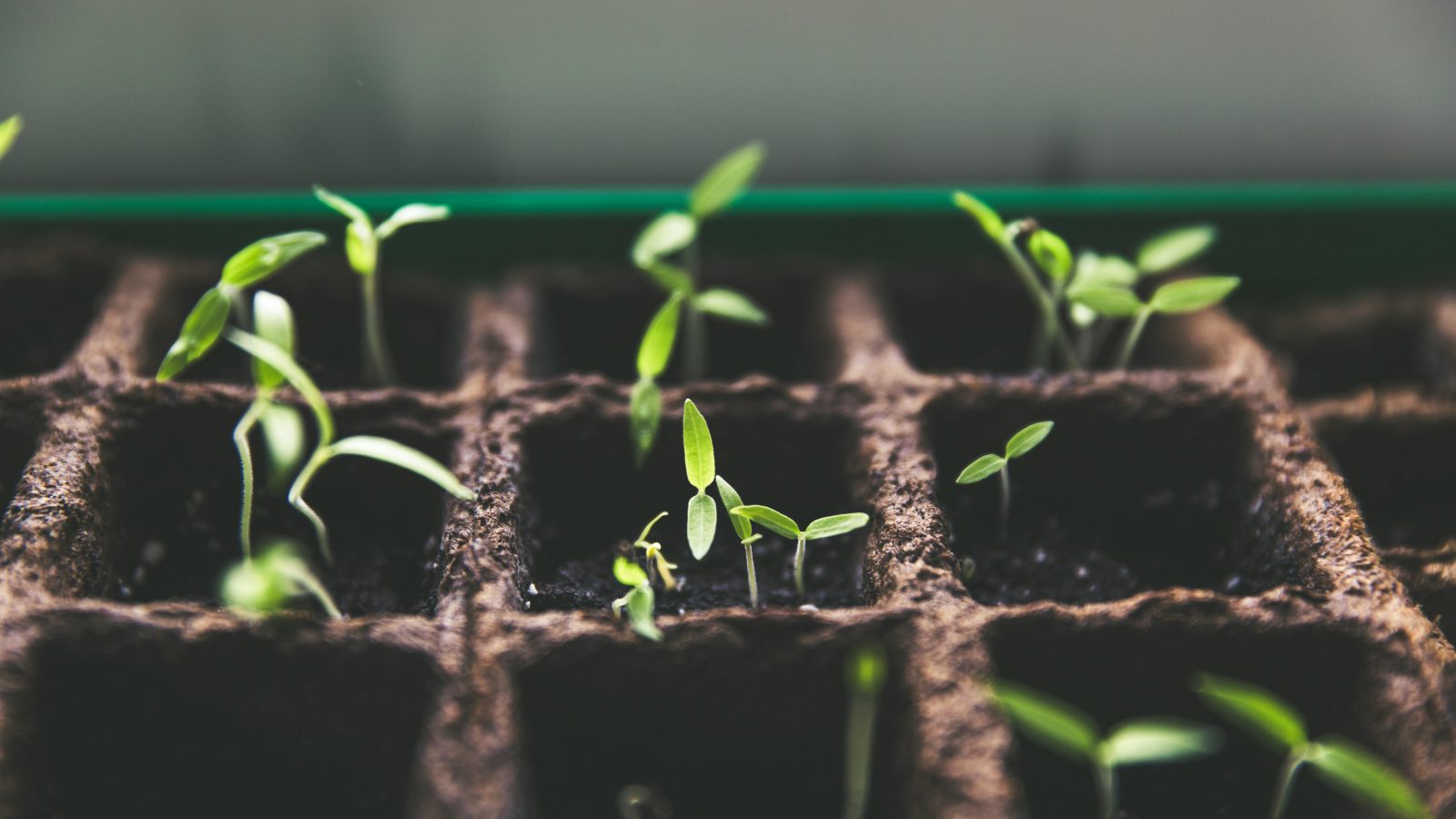 Planting Pots Scaled Aspect Ratio 1600 900