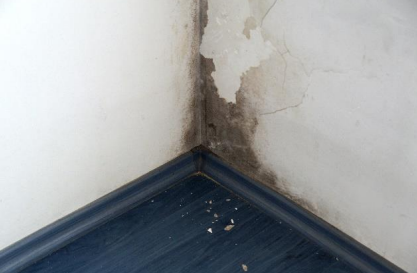 Damp And Mould Exposure Examples